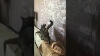 Летающий деликатес