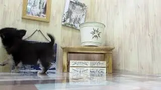 ワンラブ　ペットショップ　名古屋市243210