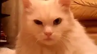 Кот морально убил хозяина