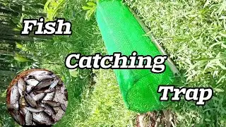 How to make fish trap? || River Fishings||
