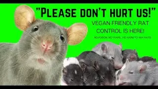 How to GET RID OF RATS without HARM!!! DO THIS - Vegan Pest Control
