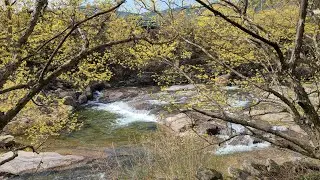 광양 매화마을, 구례 산수유마을 Korea flower village(maehwa village, sansuyu village)