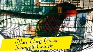NURI DORA ASLI SULAWESI GACOR PANGGIL CEWEK