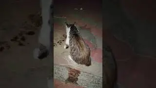 Милашки.Люди не заводите питомцев  если потом они  окажутся на улице 😭😭😭