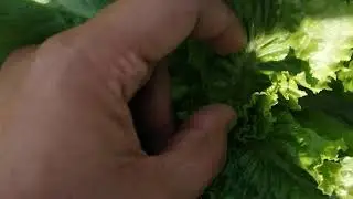 Efecto de la permetrina en plagas en cultivo de lechuga