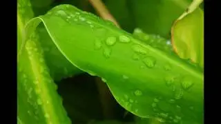 Tropical rainstorm, rain rainfall, relaxing nature sounds