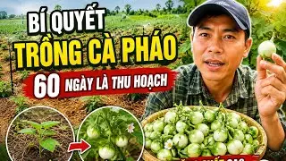 vườn cà pháo trắng sau 60 ngày trồng chuẩn bị thu hoạch - huỳnh thủy tinh vlog