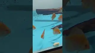 на продажу