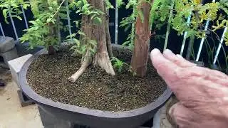 Patricia O'Connor, The Bonsai Balcony: Our Summer bench tour.