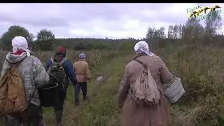 Идем в высоковское болото за клюквой