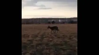 волк