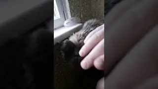 Мейнкун Slow Motion