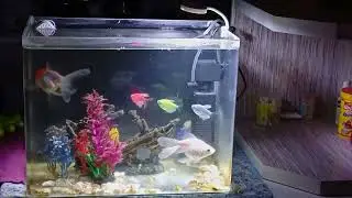 Goldfish next to Glofish is quite comfortable relaxable