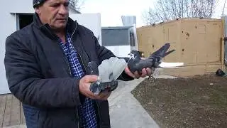 Sickle-billed pigeons, visiting Mikhail Klepikov, north-west Kryazh, Samara, Oleg Kostyakov.