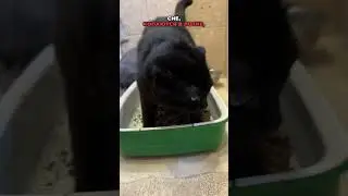 Как понять что кот хочет тебя убить? Ответ тебя удивит😻? 