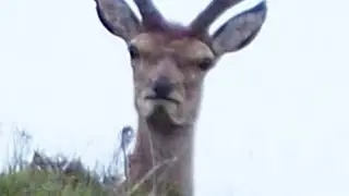 Top 7 deer