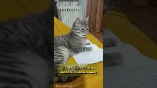 Кот учёный 