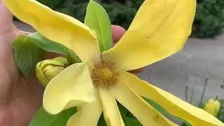 ЦВЕТЕНИЕ МАГНОЛИЯ ДАФНИ  (Magnolia Daphne )