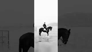409  Beautiful horse snow   Smart horse on snow