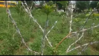 कलम बांधने की प्रक्रिया - 3