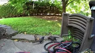 A Very Needy Grackle (baby wants, mommy provides)