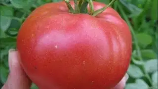 Несколько советов для быстрого созревания томатов