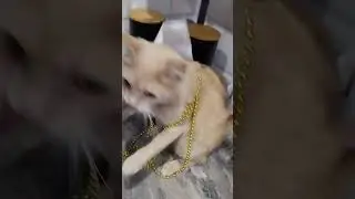 #memes #мем #тренды #cute #trending #cat #tol #мемы #топ #милота