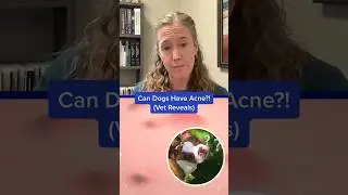 Can Dogs Have Acne?! (Vet Reveals) 🤔🐶 #shorts