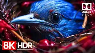 Jaw-Dropping Clarity and Color – 8K HDR 60fps Dolby Vision Demo