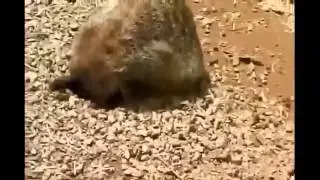Приколы, fail, epic, неудачи, joke best, подборки приколы, л