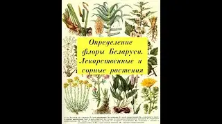 Определение флоры Беларуси. Лекарственные и сорные растения.