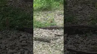 Killdeer chicks