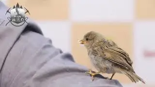 save sparrow chick FEEDING BABY SPARROW AT HOME #sparrow #birds #nature