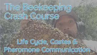 Honey Bee Life Cycle, Castes and Pheromone Communication - Biology Part 1 - Beekeeping Crash Course