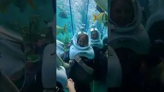 Paradise in Orlando - Discovery Cove All-Inclusive Day Resort #Shorts #DiscoveryCove #Hosted