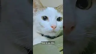 The amount of cuteness in this clip ♡ #cat #shorts #catlover