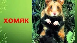 Презентация для детей по Доману. Животные грызуны