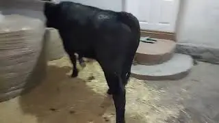 Ангусни номер ☝️лари келди ✊️903057667
