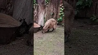 Cute capibara 
