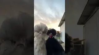 Chicken Dance-Off: Feathered Friends in Action!
