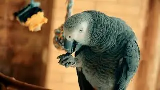 ✅ СВИДАНИЕ С ЛЮСТРОЙ...ФИАСКО 🦜 ЖАКО ПЕТРУНЯ
