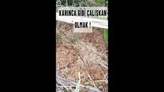 KARINCA GİBİ ÇALIŞKAN OLMAK !! - Karıncalar Gerçek'ten Çalışkan mı ?