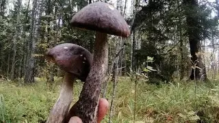 The mushroom wave is gaining momentum