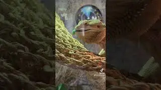 Hornworm vs beardie 