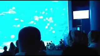 Подводный мир акула дельфин 🐬 и рыбы