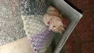 बिल्ली का घर