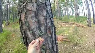 чудо лес2, коп с tx850, 18+, мат, сцены курения