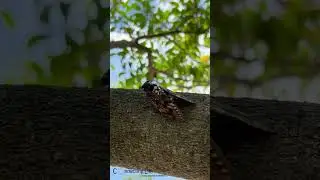 In Japan, Cicadas are the sound of summer.