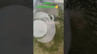 переселение щитней в 10 литровый аквариум