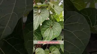 Did You Know : Aristolochia leuconeura #plants #tanamanhias